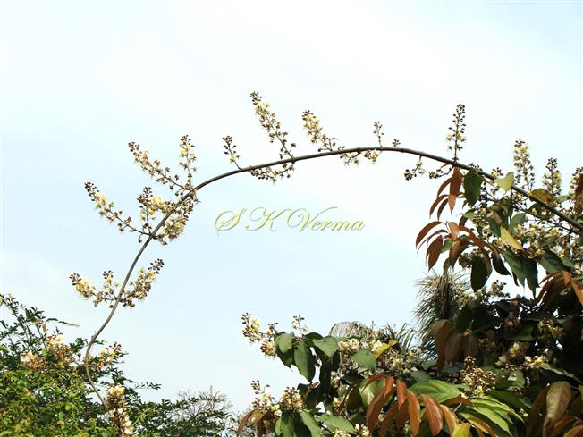  Inflorescences